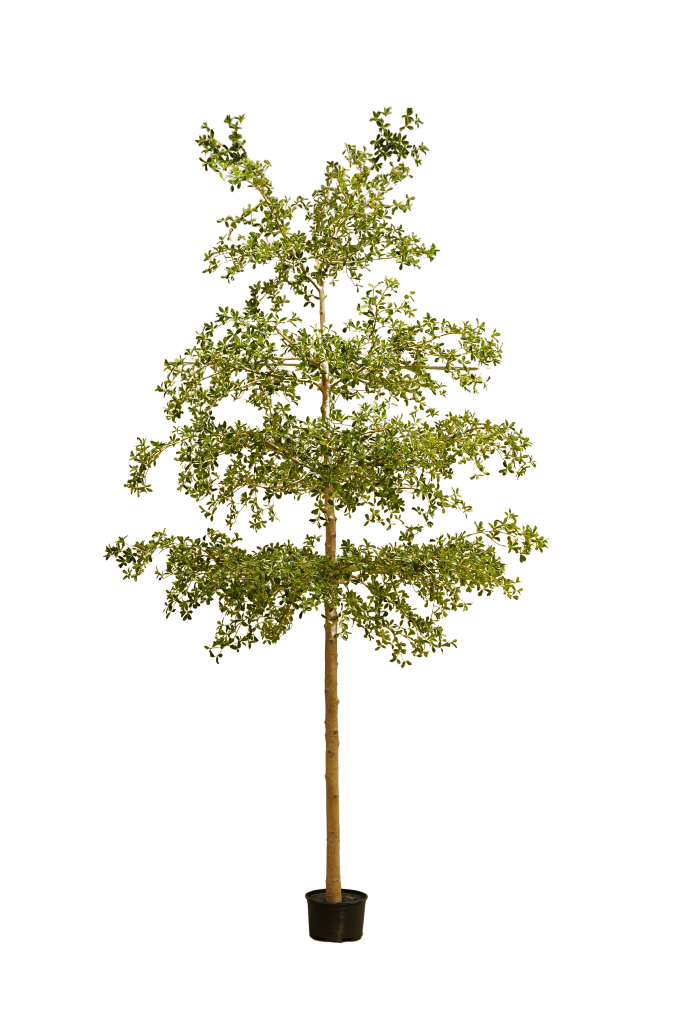 Naturtro kunstig grøn plante i stor hvid keramisk krukke perfekt til stilfuld indretning og vedligeholdelsesfri dekoration